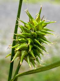 Attēlu rezultāti vaicājumam “Carex lepidocarpa”