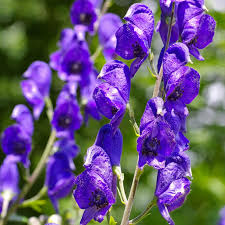 Image result for Eisenhut