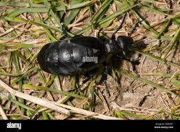 Attēlu rezultāti vaicājumam “Meloe sp. larva”