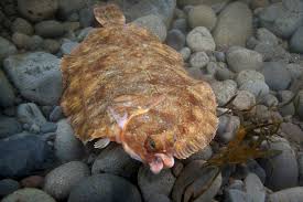 Image result for Microstomus kitt