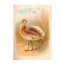 Image result for Otis tarda