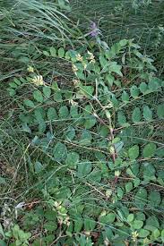 Attēlu rezultāti vaicājumam “Astragalus glycyphyllos flower”