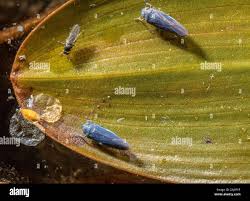 Attēlu rezultāti vaicājumam “Macrosteles nymph”