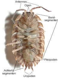 Attēlu rezultāti vaicājumam “Oniscus asellus”