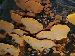 Attēlu rezultāti vaicājumam “Rigidoporus crocatus”