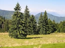 Attēlu rezultāti vaicājumam “Picea abies”