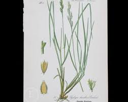 Attēlu rezultāti vaicājumam “Danthonia decumbens fruit”