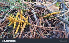 Attēlu rezultāti vaicājumam “Leocarpus fragilis spores”