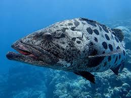 Image result for Epinephelus tukula