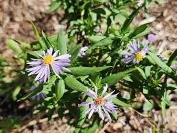 Attēlu rezultāti vaicājumam “Symphyotrichum x salignum flower”