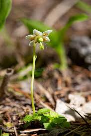 Attēlu rezultāti vaicājumam “Moneses uniflora bud”