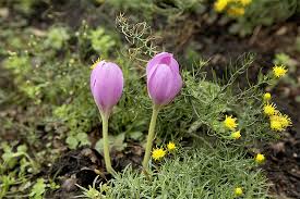 Image result for Herbstzeitlose