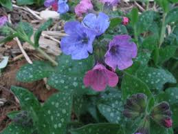 Image result for Pulmonaria officinalis