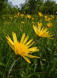 Attēlu rezultāti vaicājumam “Scorzonera humilis bud”