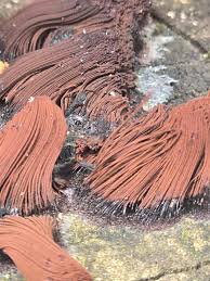 Attēlu rezultāti vaicājumam “Craterium sp.”