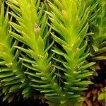 Attēlu rezultāti vaicājumam “Huperzia selago”