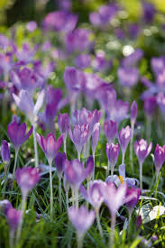 Attēlu rezultāti vaicājumam “Crocus tommasinianus flower”