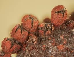 Attēlu rezultāti vaicājumam “Physarum braunianum macro”