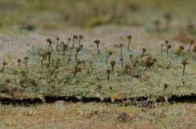 Attēlu rezultāti vaicājumam “Chaenotheca phaeocephala”