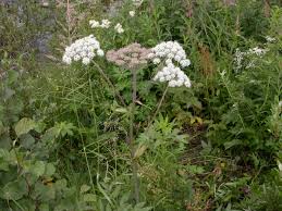Attēlu rezultāti vaicājumam “Conioselinum tataricum”