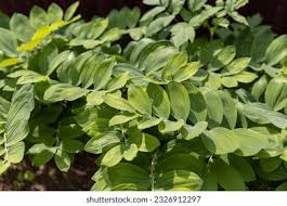 Attēlu rezultāti vaicājumam “Polygonatum multiflorum  leaf”