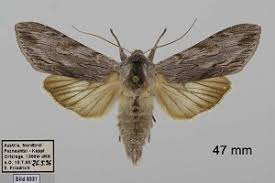 Attēlu rezultāti vaicājumam “Cucullia lucifuga”