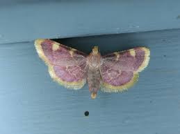 Attēlu rezultāti vaicājumam “Hypsopygia costalis”