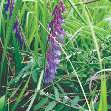 Attēlu rezultāti vaicājumam “Vicia”