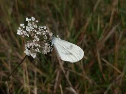 Attēlu rezultāti vaicājumam “Leptidea sinapis underside”