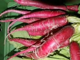 Image result for Rettich