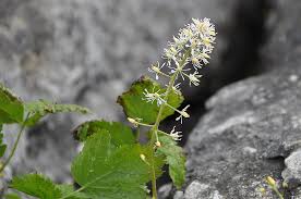 Attēlu rezultāti vaicājumam “Actaea spicata flower”