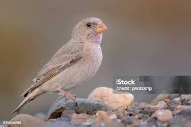 Image result for Bucanetes githagineus