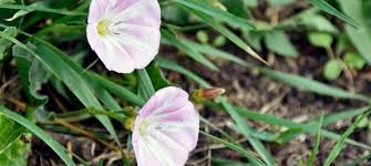 Attēlu rezultāti vaicājumam “Convolvulaceae”