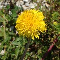 Attēlu rezultāti vaicājumam “Taraxacum suecicum”