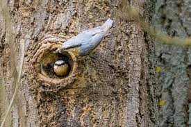 Attēlu rezultāti vaicājumam “Sitta europaea nest”