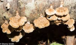 Attēlu rezultāti vaicājumam “Plicaturopsis crispa”