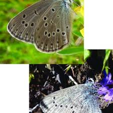 Attēlu rezultāti vaicājumam “Maculinea alcon upperside”