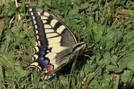 Attēlu rezultāti vaicājumam “Papilio machaon”