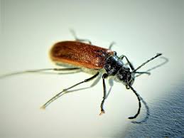 Attēlu rezultāti vaicājumam “Alleculidae”