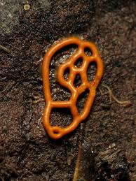 Attēlu rezultāti vaicājumam “Hemitrichia serpula”