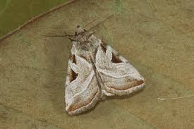 Attēlu rezultāti vaicājumam “Eucarta virgo”