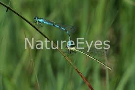 Attēlu rezultāti vaicājumam “Coenagrion hastulatum”