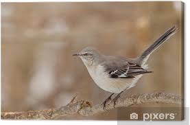 Image result for Mimus polyglottos