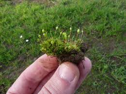 Attēlu rezultāti vaicājumam “Physcomitrium pyriforme”