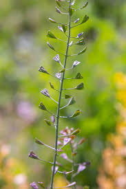 Attēlu rezultāti vaicājumam “Thlaspi arvense”