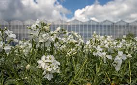 Image result for Levkoje