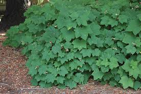 Attēlu rezultāti vaicājumam “Rubus parviflorus leaf”
