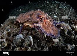 Image result for Scyllarides latus