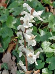 Attēlu rezultāti vaicājumam “Corydalis cava fruit”