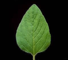 Attēlu rezultāti vaicājumam “Origanum vulgare leaf”